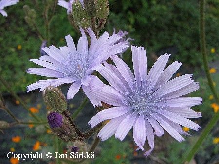 Lactuca macrophylla ssp. uralensis